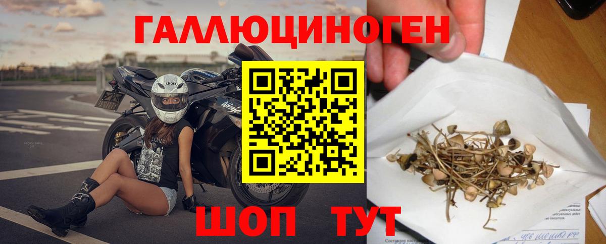 Псилоцибиновые грибы Psilocybine cubensis Пушкино